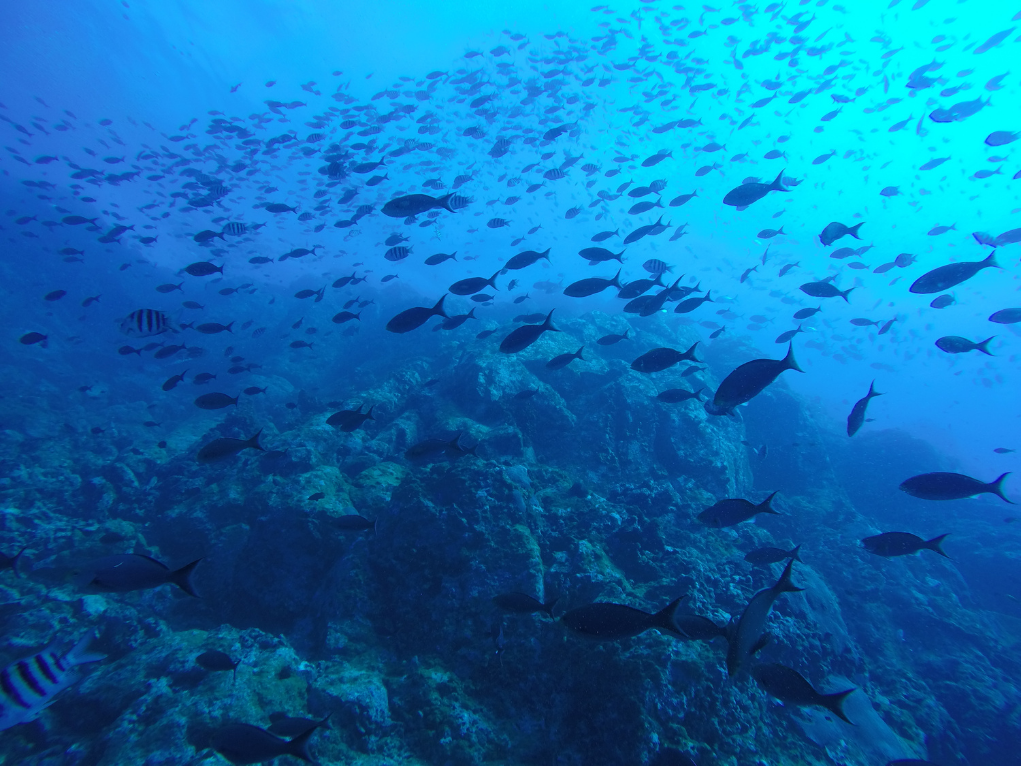 魚油是從深海魚類(像是鯖魚、沙丁魚、鮭魚)萃取出來的油脂,富含人體需要的 Omega-3 脂肪酸,尤其是 EPA 和 DHA,是維持身體健康非常重要的營養素。