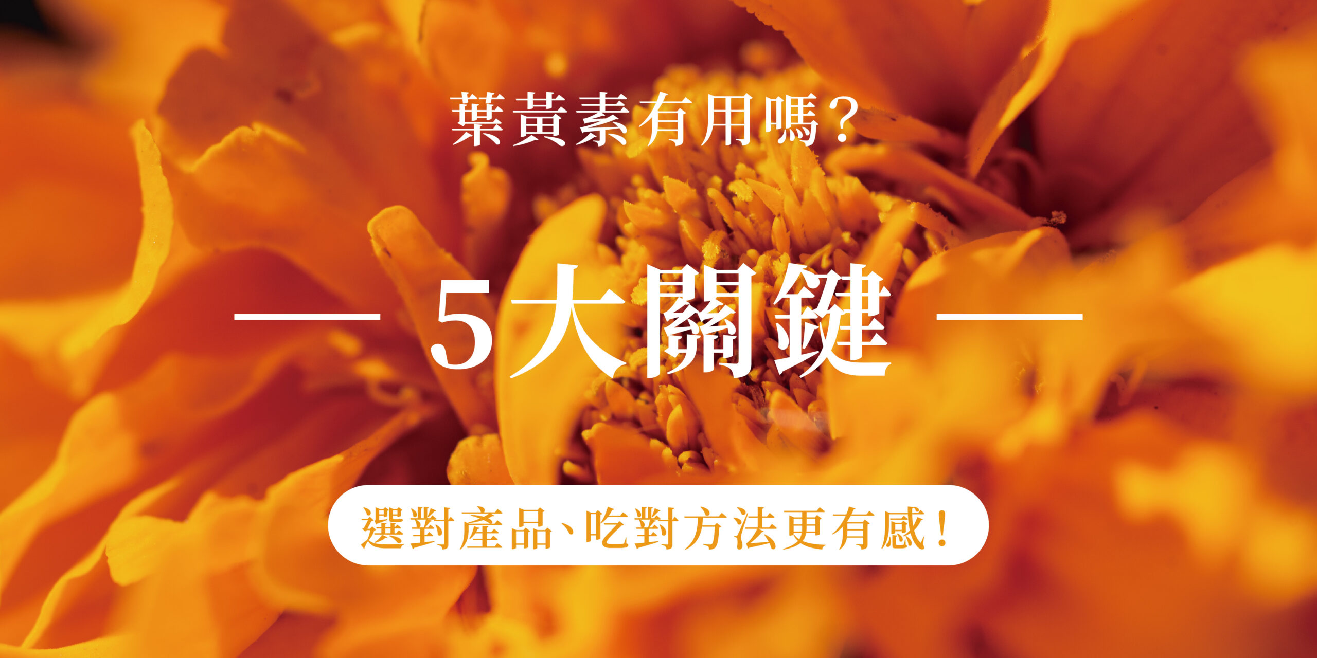 葉黃素有用嗎？五大關鍵告訴你！