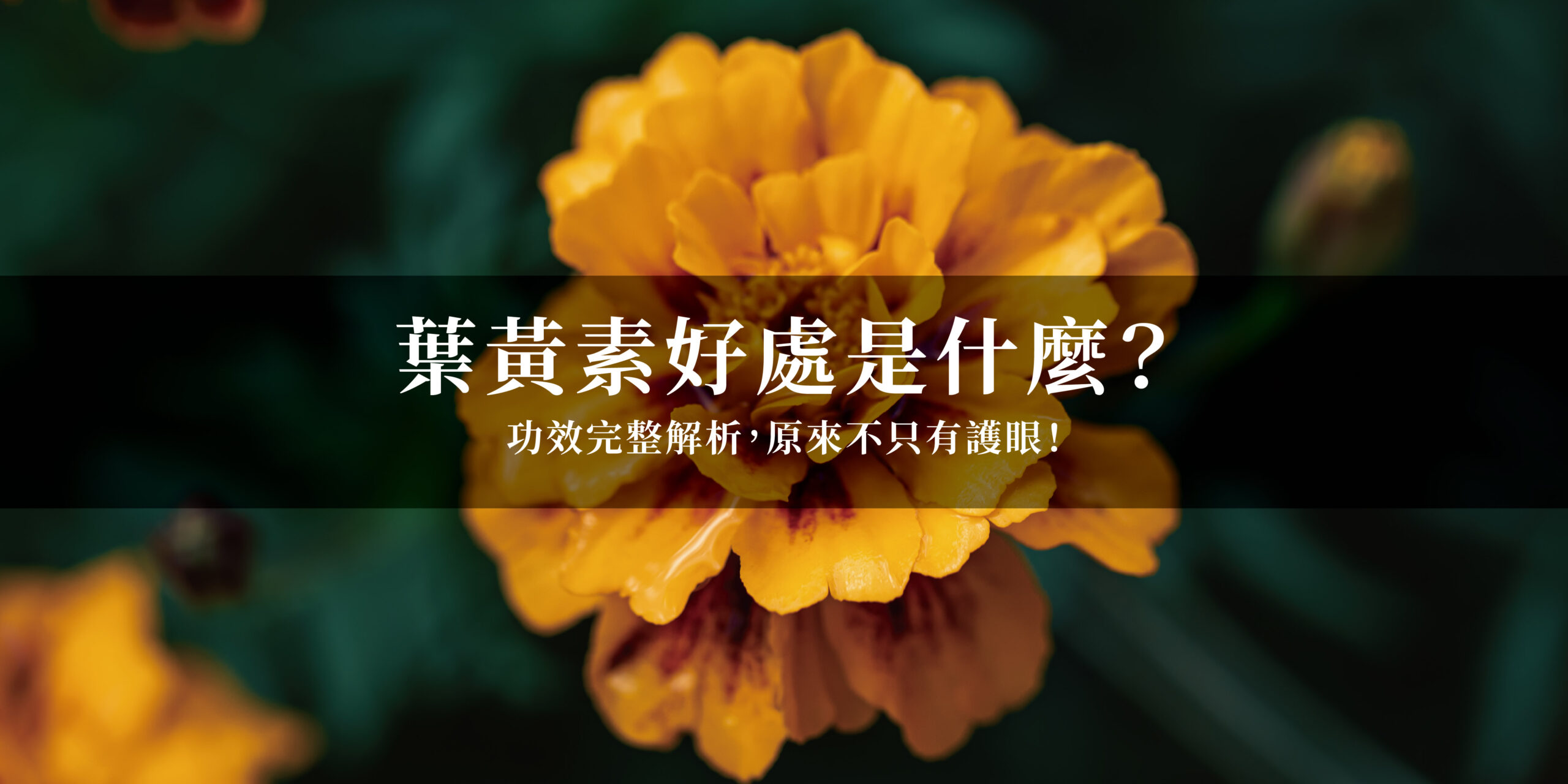 葉黃素好處有哪些？七大功效告訴你！