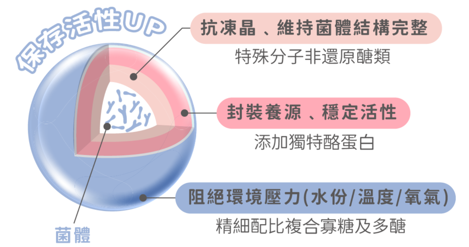 專利包埋技術讓好菌通過胃酸考驗，抵抗小腸膽鹽破壞，完整抵達腸道。