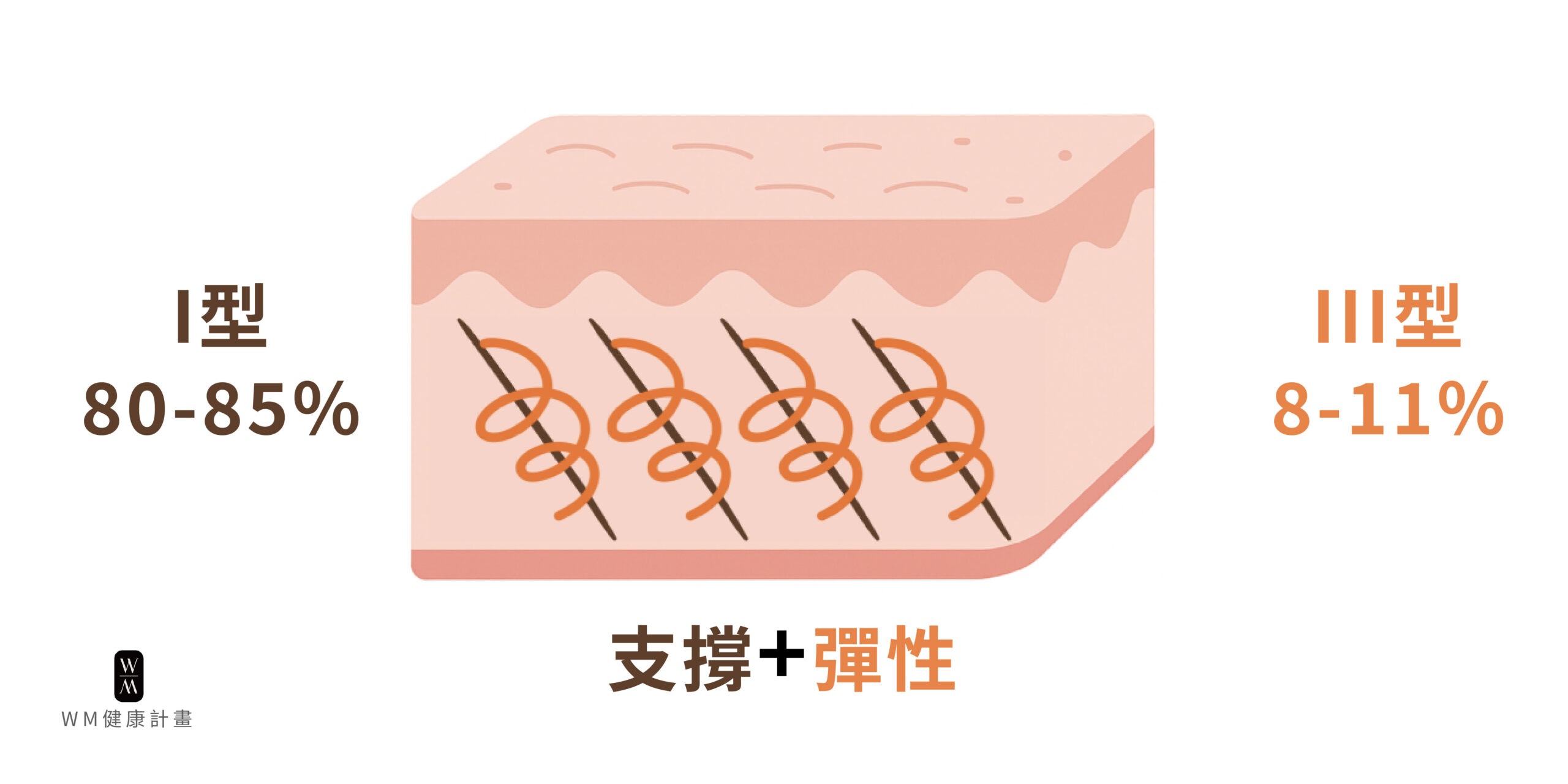 肌膚真皮層：I型vsIII型膠原蛋白